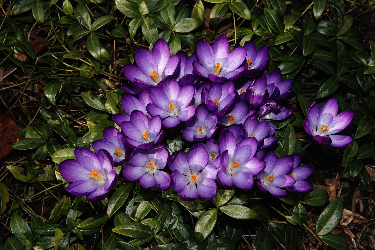 Crocus, Blütenmeer, Gėlės, Augalas, Uždaryti, Dekoratyvinis, Spalva, Šviesus, Nemokamos Nuotraukos,  Nemokama Licenzija