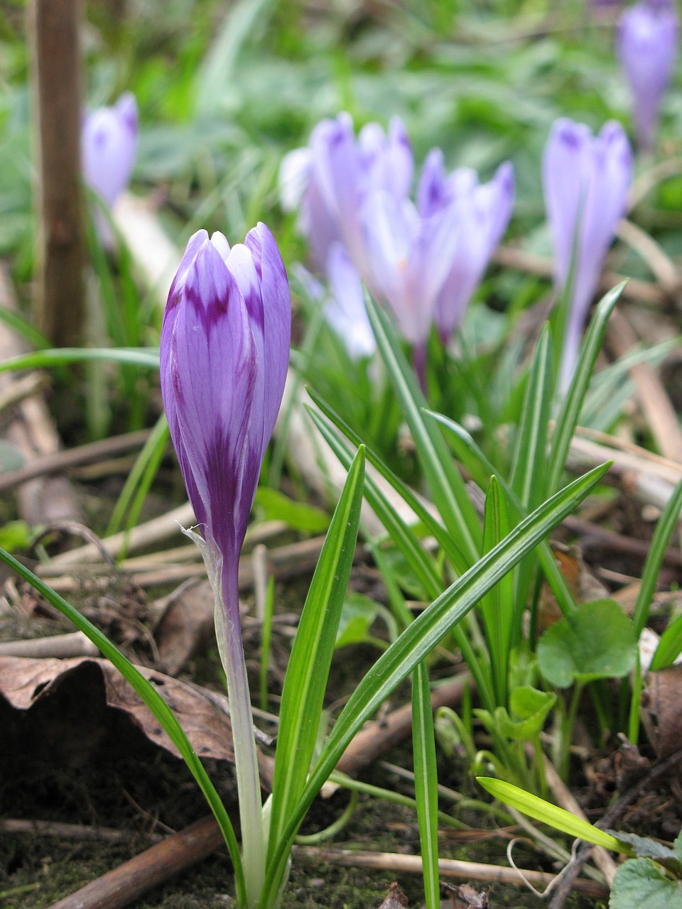 Crocus, Gamta, Pavasaris, Flora, Sodas, Gėlė, Violetinė, Žalias, Natūralus, Violetinė