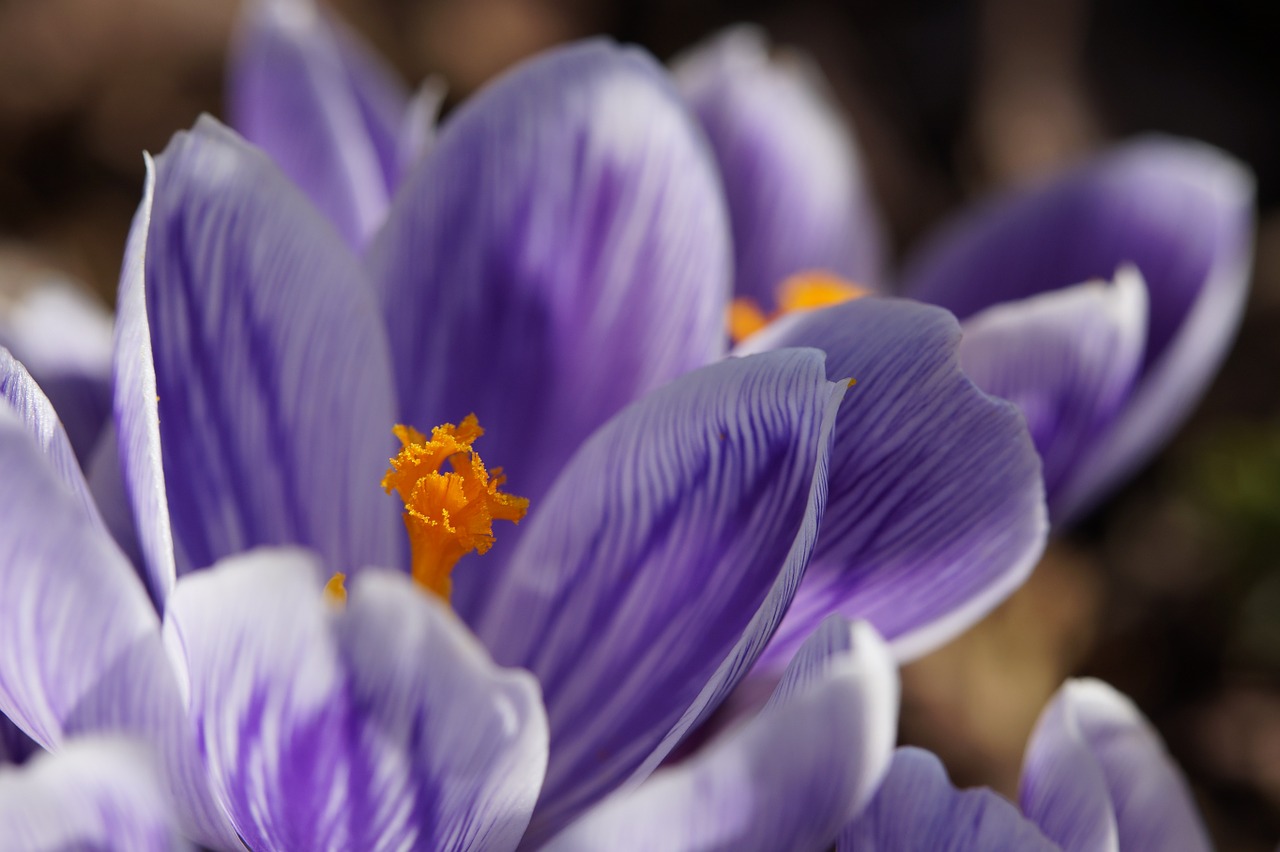 Crocus, Antspaudas, Uždaryti, Makro, Mėlynas, Gėlė, Gėlės, Pavasaris, Žiedas, Žydėti