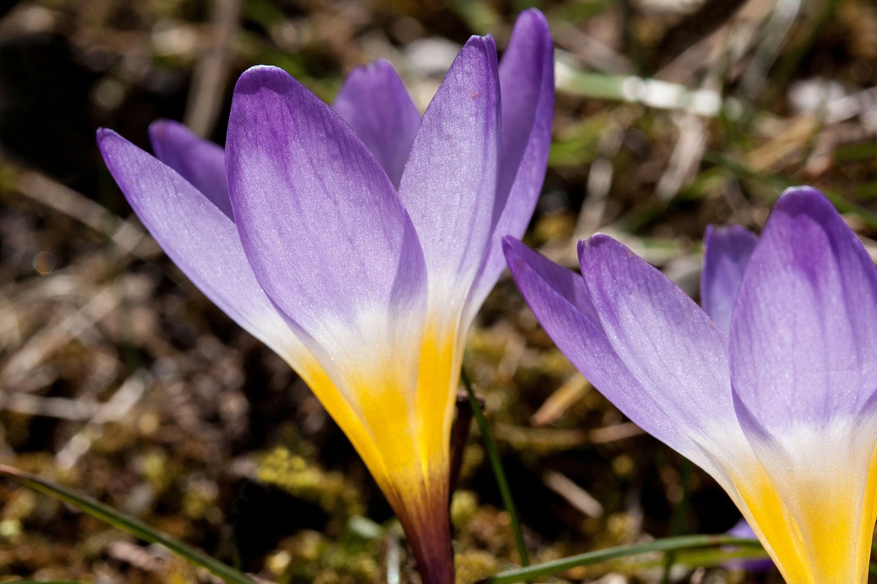 Crocus, Wildform, Schwertliliengewaechs, Pavasario Krokusas, Gėlės, Žiedas, Žydėti, Gėlė, Flora, Žydėti