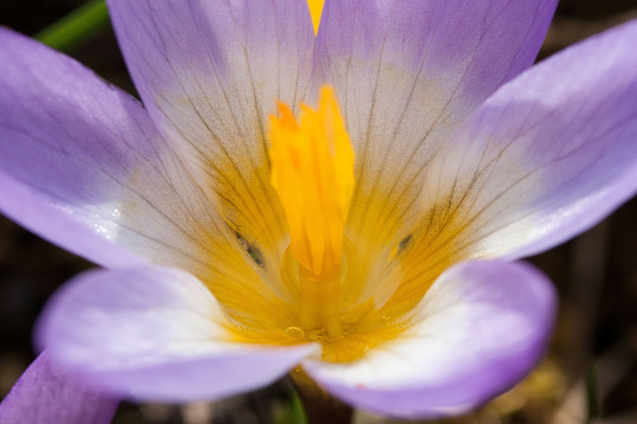 Crocus, Wildform, Schwertliliengewaechs, Pavasario Krokusas, Gėlės, Žiedas, Žydėti, Gėlė, Flora, Žydėti