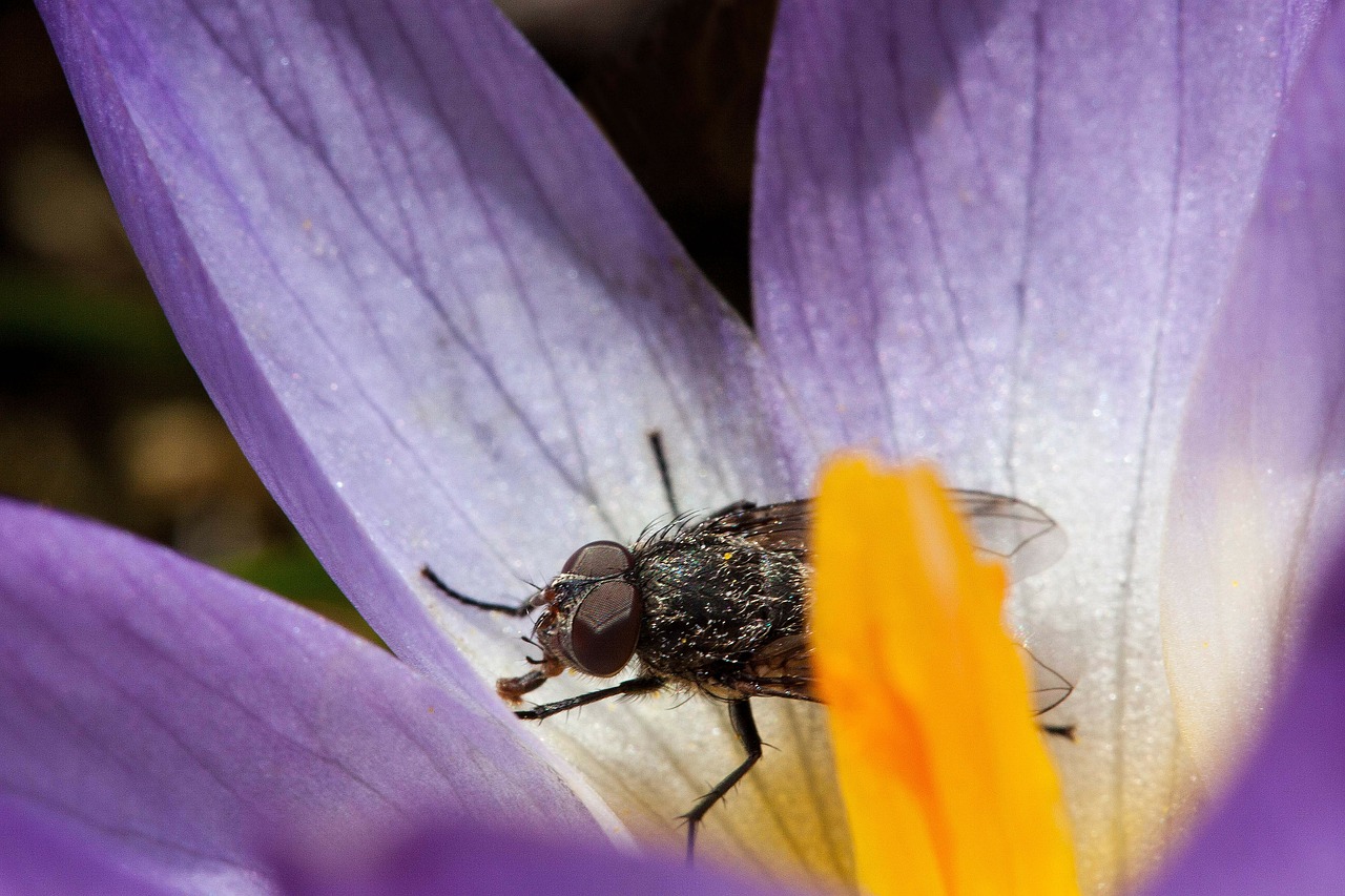 Crocus, Wildform, Skristi, Nektaras, Proboscis, Maistas, Schwertliliengewaechs, Pavasario Krokusas, Gėlės, Žiedas