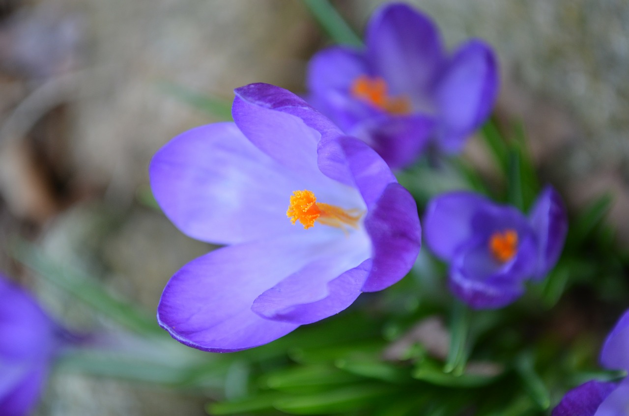 Crocus, Violetinė, Žiedas, Žydėti, Uždaryti, Antspaudas, Nemokamos Nuotraukos,  Nemokama Licenzija