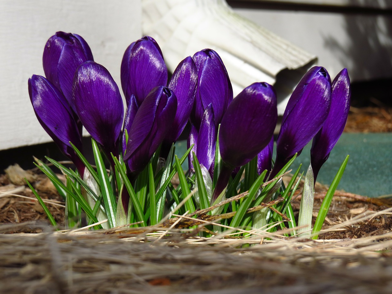 Crocus, Gėlės, Violetinė, Violetinė, Žiedlapiai, Žiedai, Žydi, Žydi, Pumpurai, Žydėjimas