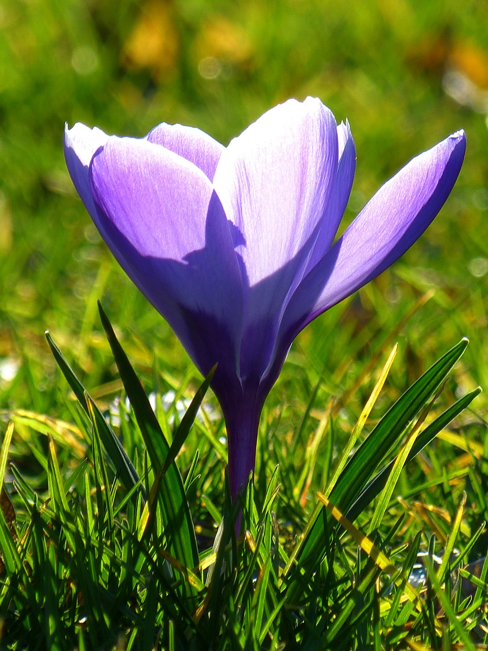 Crocus, Žiedas, Žydėti, Gėlė, Pavasaris, Violetinė, Pavasario Gėlė, Nemokamos Nuotraukos,  Nemokama Licenzija