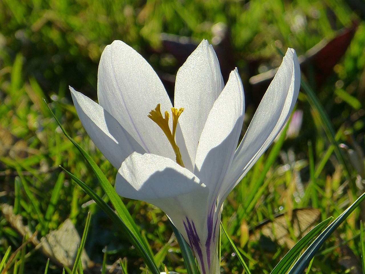 Crocus, Žiedas, Žydėti, Gėlė, Pavasaris, Balta, Pavasario Gėlė, Nemokamos Nuotraukos,  Nemokama Licenzija