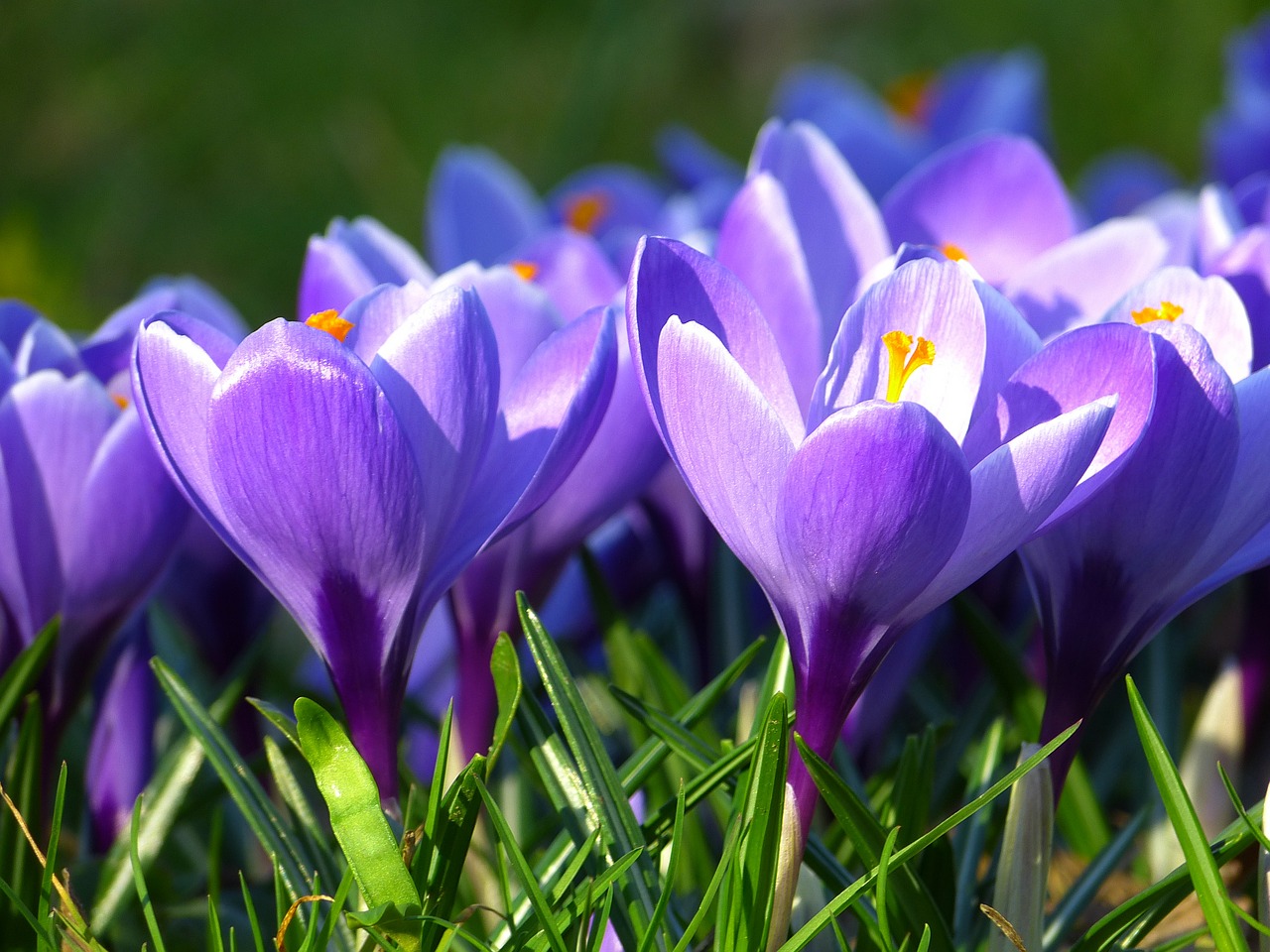 Crocus, Žiedas, Žydėti, Gėlė, Pavasaris, Violetinė, Pavasario Gėlė, Augalas, Gėlės, Žydėti