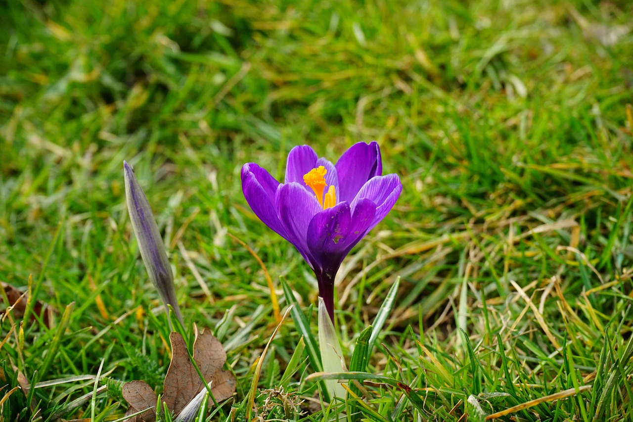 Crocus, Gėlė, Žiedas, Žydėti, Violetinė, Uždaryti, Pavasaris, Bühen, Viena Gėlė, Spalvinga