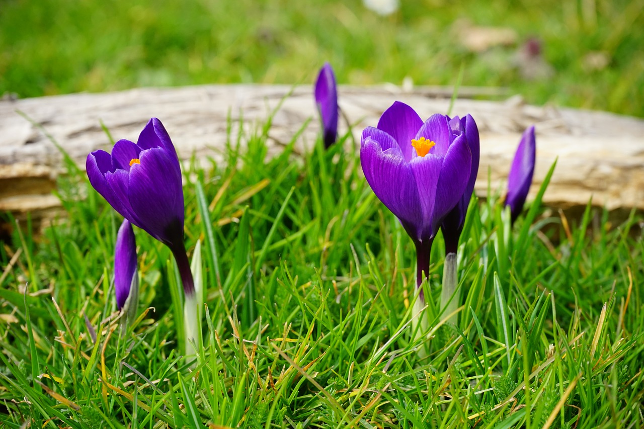 Crocus, Gėlės, Violetinė, Uždaryti, Pavasaris, Bühen, Spalvinga, Spalva, Violetinė, Nemokamos Nuotraukos