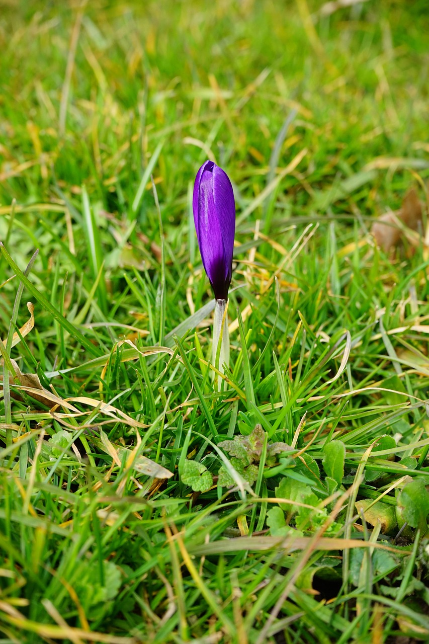 Crocus, Uždaryta, Gėlė, Žiedas, Žydėti, Violetinė, Uždaryti, Pavasaris, Bühen, Viena Gėlė