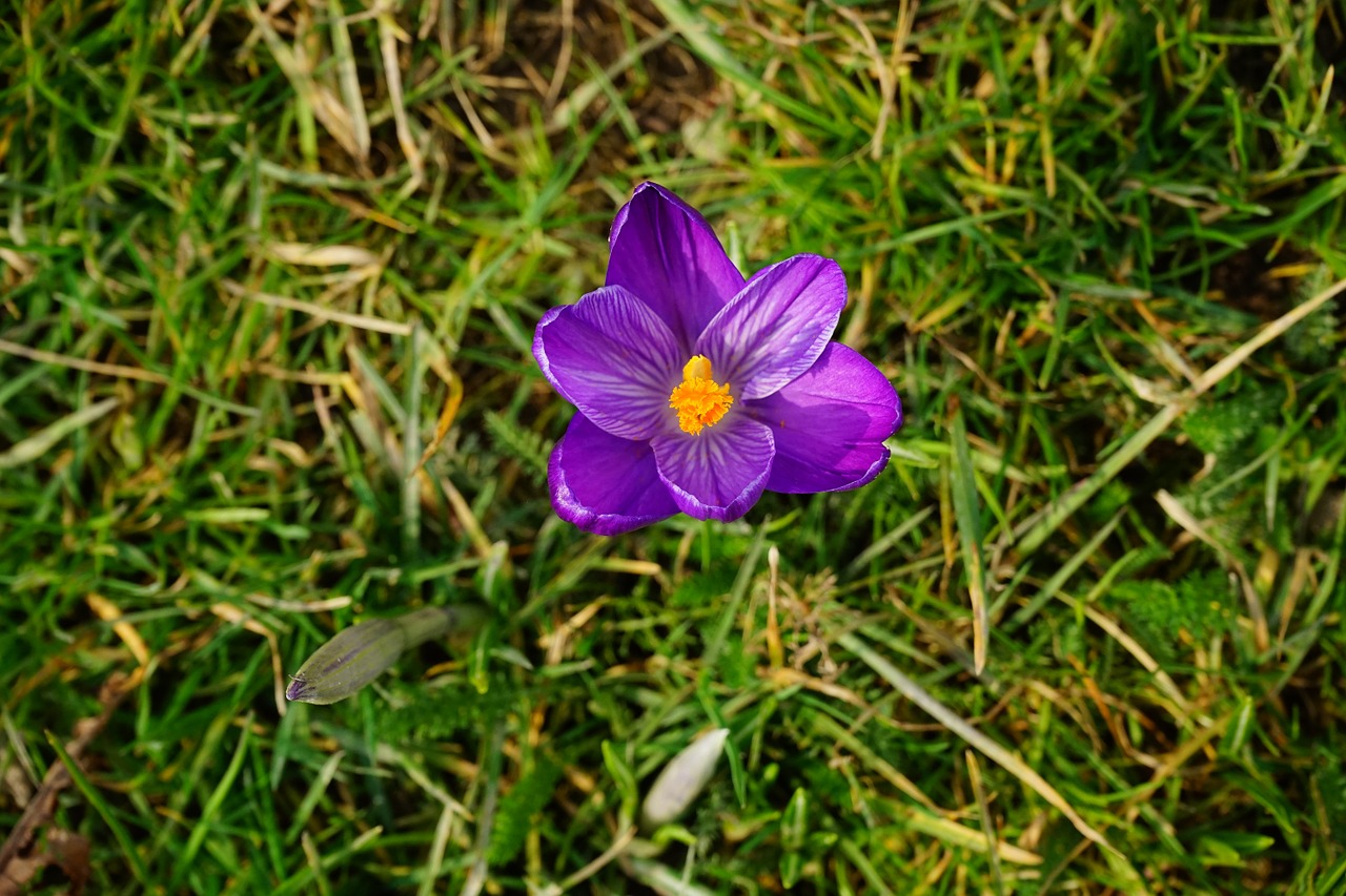 Crocus, Gėlė, Žiedas, Žydėti, Violetinė, Uždaryti, Pavasaris, Bühen, Spalvinga, Spalva