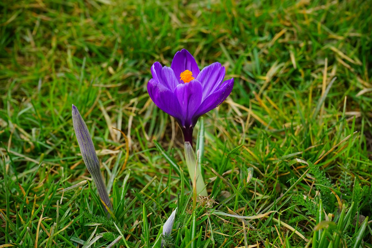 Crocus, Gėlė, Žiedas, Žydėti, Violetinė, Uždaryti, Pavasaris, Bühen, Spalvinga, Spalva