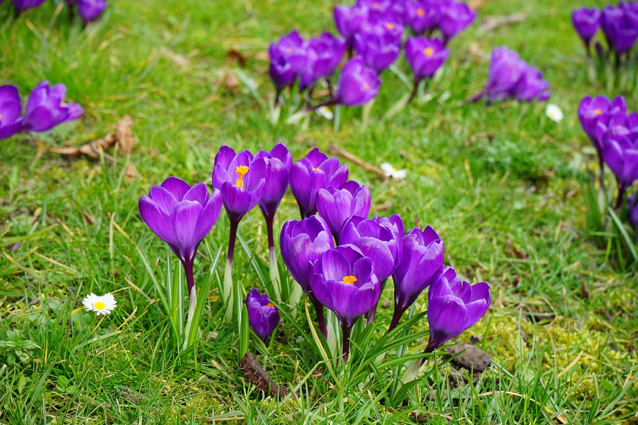 Crocus, Gėlės, Violetinė, Uždaryti, Pavasaris, Bühen, Spalvinga, Spalva, Violetinė, Nemokamos Nuotraukos