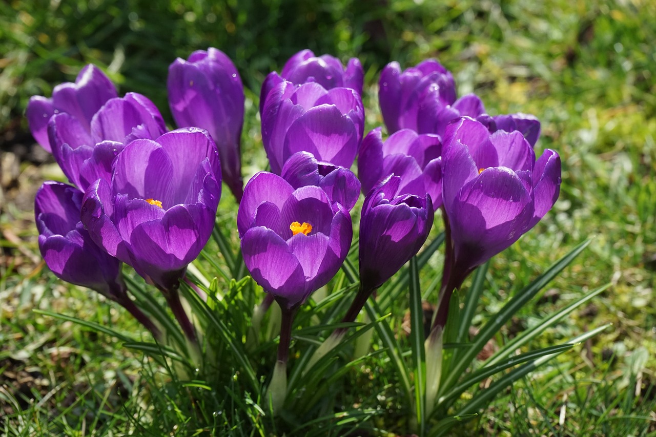 Crocus, Gėlės, Violetinė, Uždaryti, Pavasaris, Bühen, Spalvinga, Spalva, Violetinė, Nemokamos Nuotraukos