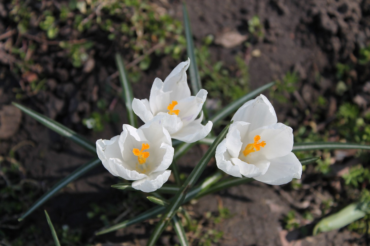 Crocus, Baltos Gėlės, Gėlės, Sodas, Makro, Gėlė, Pavasaris, Balta, Augalai, Iš Arti