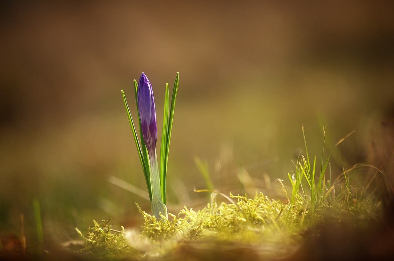 Crocus, Pavasaris, Ankstyvas Bloomer, Pavasario Gėlė, Violetinė, Gamta, Žiedas, Žydėti, Pavasario Pranašys, Uždaryti