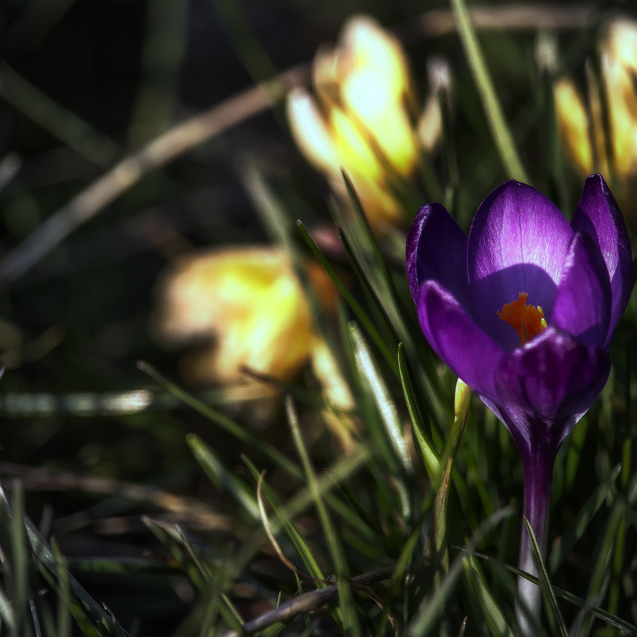 Crocus, Žiedas, Žydėti, Pavasaris, Pavasario Gėlė, Violetinė, Pavasario Pabudimas, Uždaryti, Nemokamos Nuotraukos,  Nemokama Licenzija