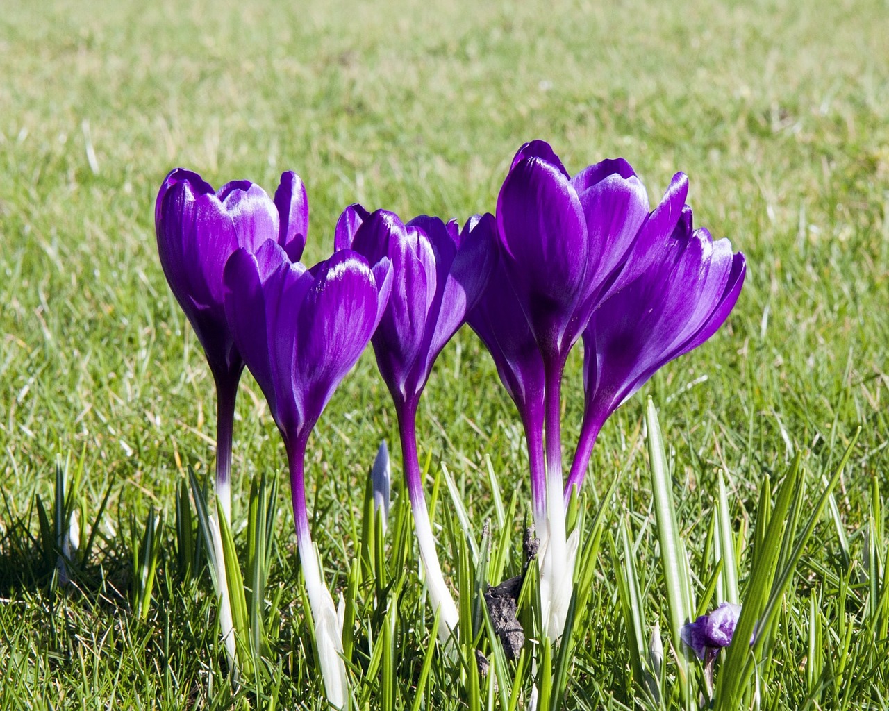 Crocus, Gėlės, Gėlė, Violetinė, Gražus, Gėlių, Gamta, Iš Arti, Vaizdas, Nuotrauka