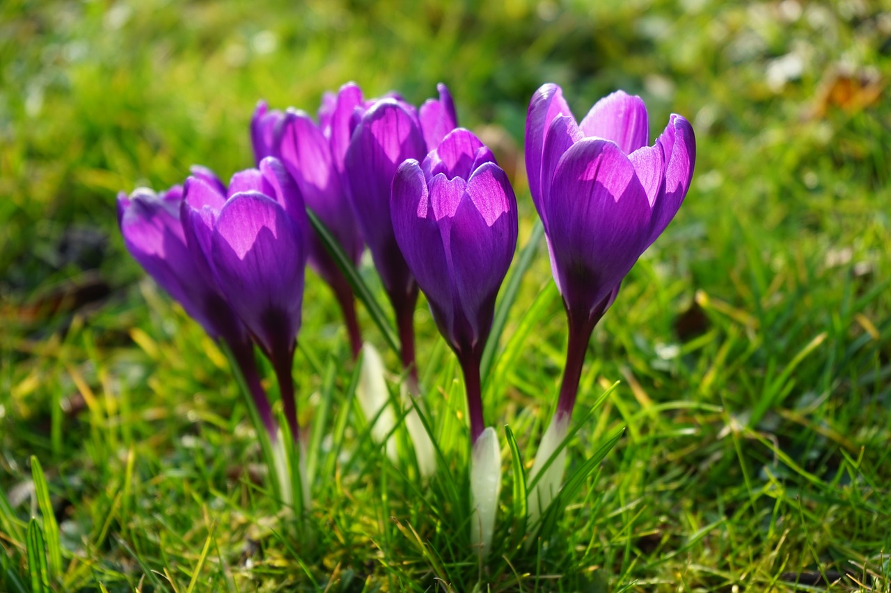 Crocus, Gėlės, Violetinė, Uždaryti, Pavasaris, Bühen, Spalvinga, Spalva, Violetinė, Nemokamos Nuotraukos