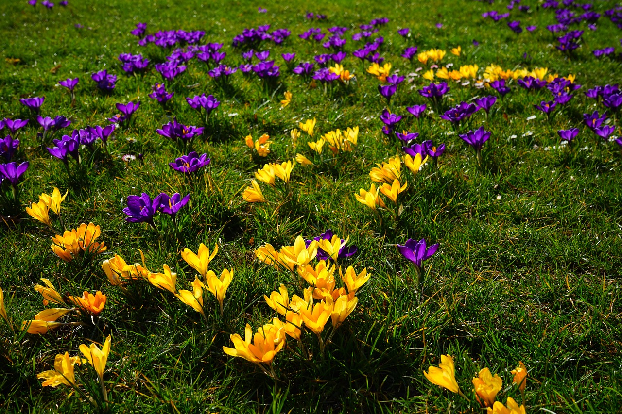 Crocus, Geltona, Violetinė, Gėlė, Pavasaris, Bühen, Spalvinga, Spalva, Gražus, Skubėti