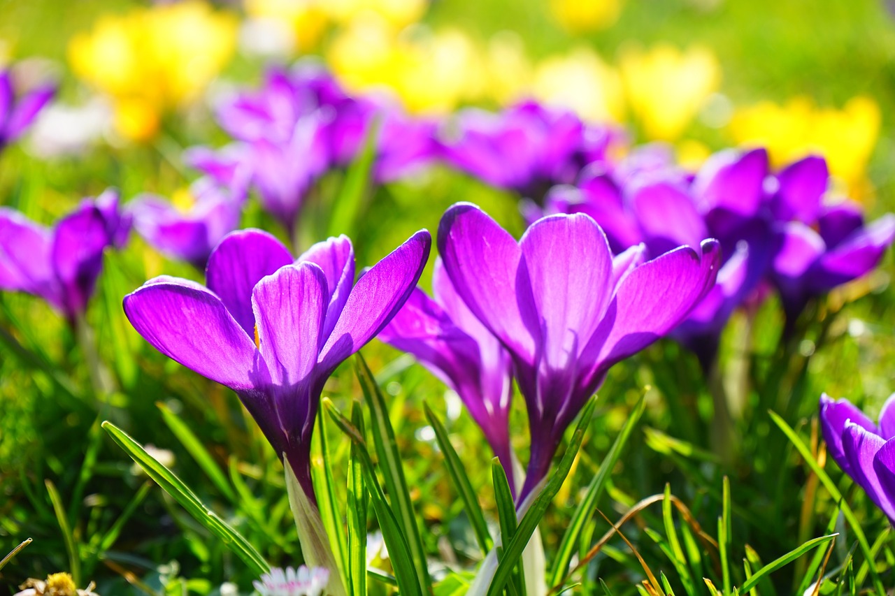 Crocus, Gėlė, Pavasaris, Bühen, Violetinė, Žiedas, Žydėti, Pavasario Gėlė, Nemokamos Nuotraukos,  Nemokama Licenzija