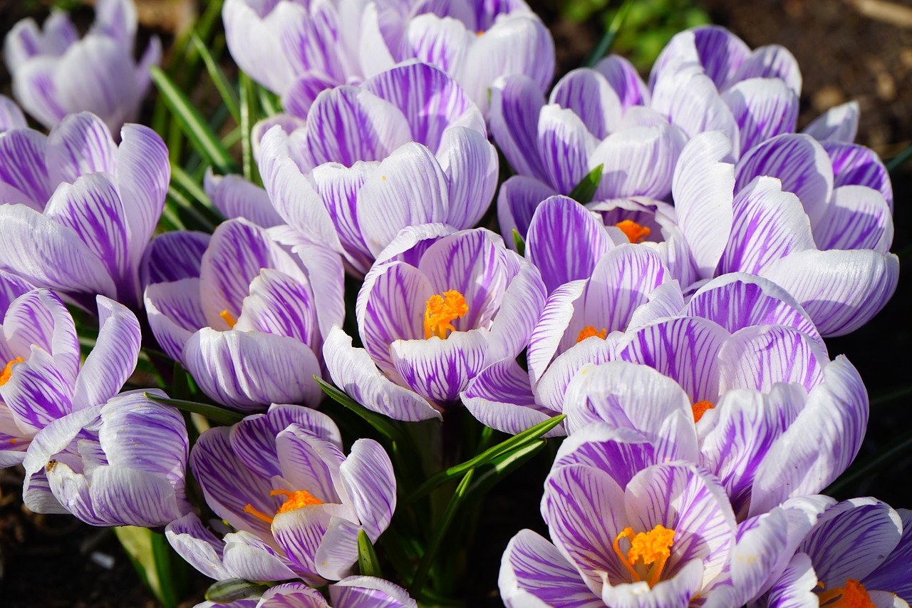 Crocus, Violetinė, Balta, Dryžuotas, Gėlė, Pavasaris, Bühen, Spalvinga, Spalva, Gražus