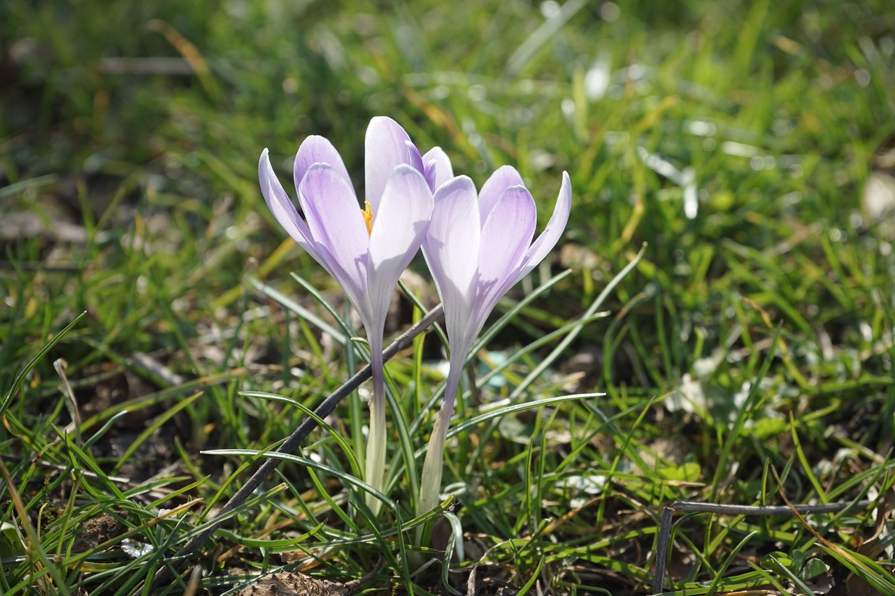 Crocus, Šviesiai Violetinė, Šviesa, Gėlė, Pavasaris, Bühen, Spalvinga, Spalva, Gražus, Skubėti