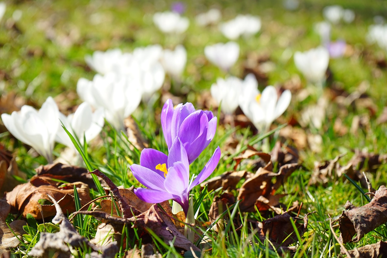 Crocus, Gėlė, Pavasaris, Violetinė, Žiedas, Žydėti, Uždaryti, Balta, Nemokamos Nuotraukos,  Nemokama Licenzija