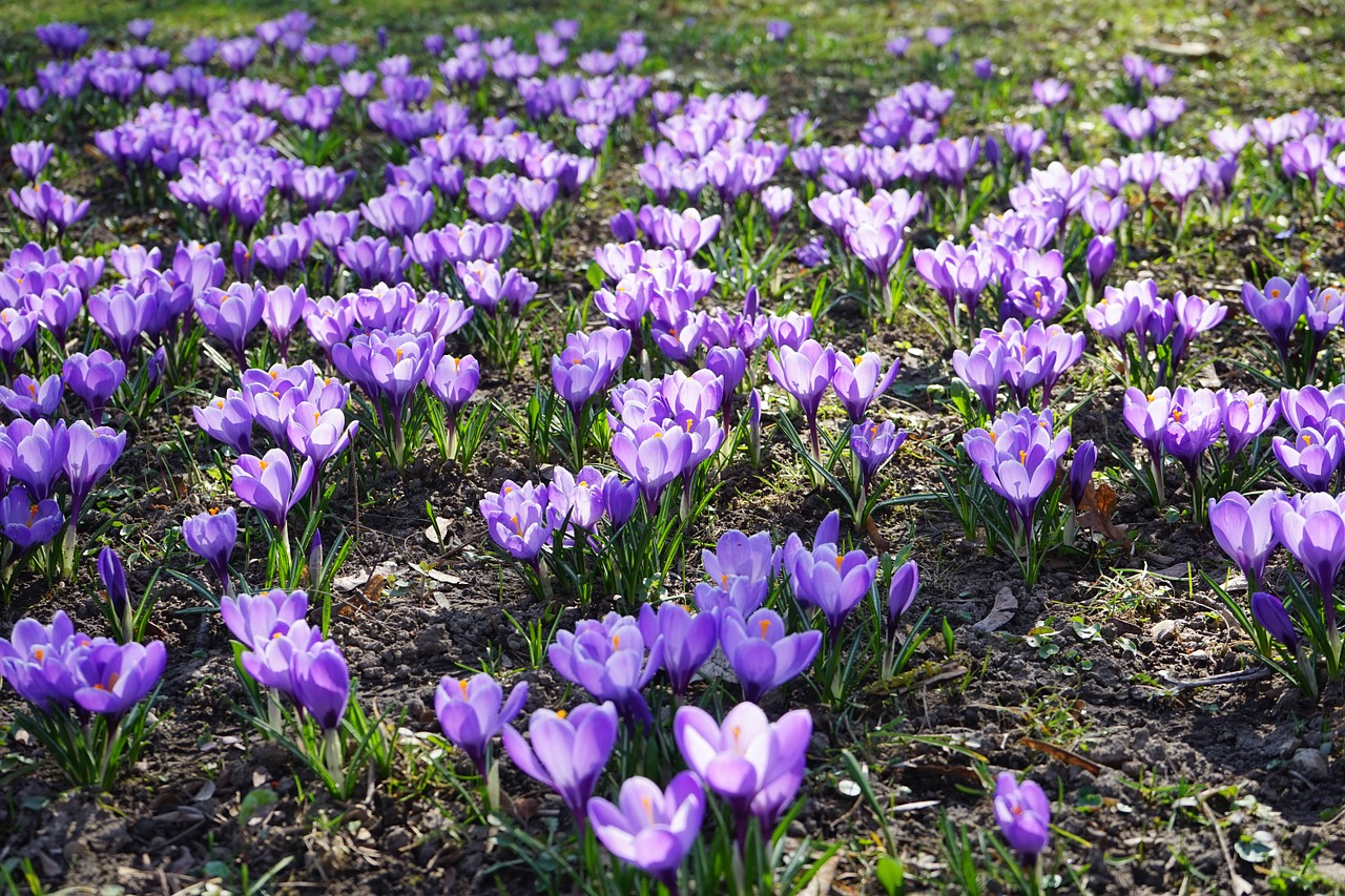 Crocus, Gėlės, Augalas, Pavasaris, Frühlingsblüher, Violetinė, Violetinė, Schwertliliengewaechs, Iridaceae, Dekoratyvinis Augalas