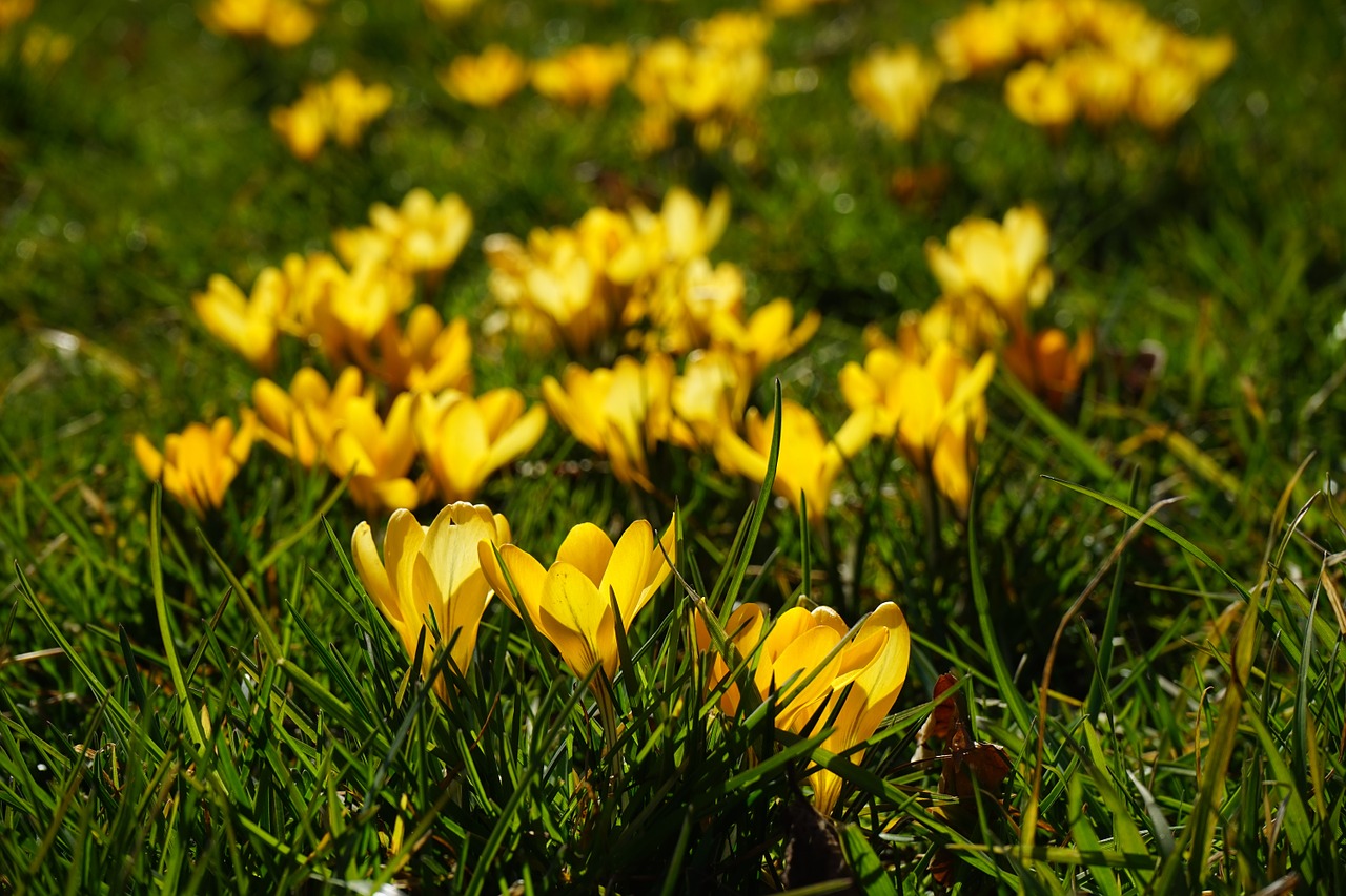 Crocus, Gėlės, Augalas, Pavasaris, Frühlingsblüher, Geltona, Mm, Schwertliliengewaechs, Iridaceae, Dekoratyvinis Augalas