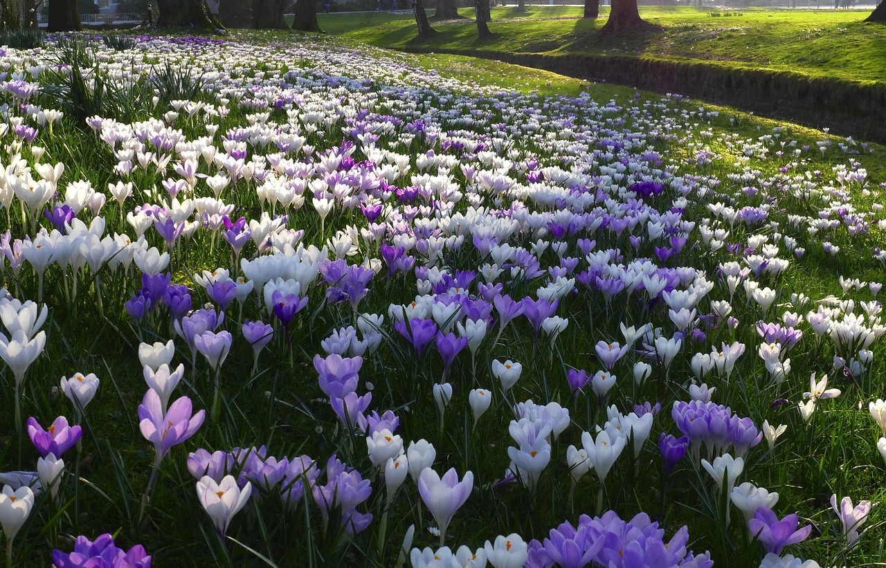 Crocus, Gėlės, Violetinė, Balta, Pavasaris, Gėlių Pieva, Pavasario Gėlės, Parkas, Žalia Zona, Nemokamos Nuotraukos