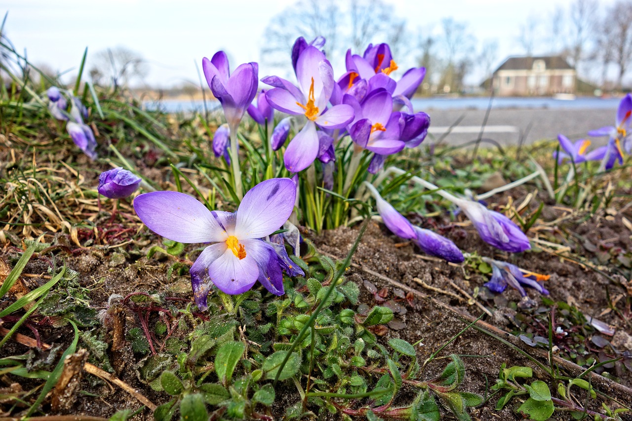 Crocus, Gėlė, Augalas, Kukurūzai, Daugiametis, Pavasaris, Šafranas, Violetinė, Tvirtas, Nemokamos Nuotraukos