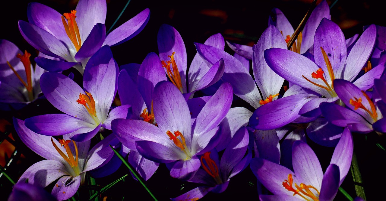 Crocus, Pavasaris, Gamta, Gėlė, Augalas, Tuti, Kauliukai, Pistil, Žiedadulkės, Lapai