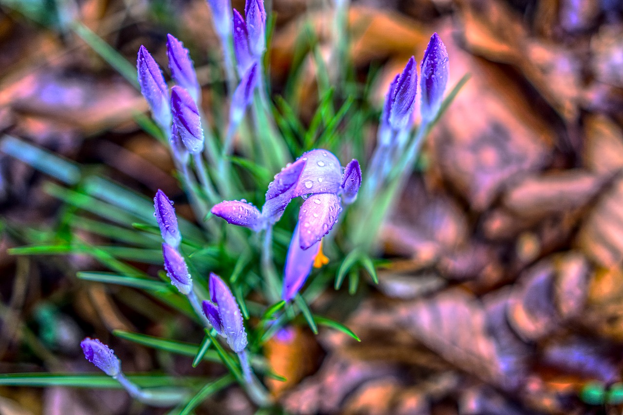 Crocus,  Žiedas,  Žydėti,  Gamta,  Gėlė,  Augalas,  Sezonas,  Gėlės,  Pavasaris,  Uždaryti