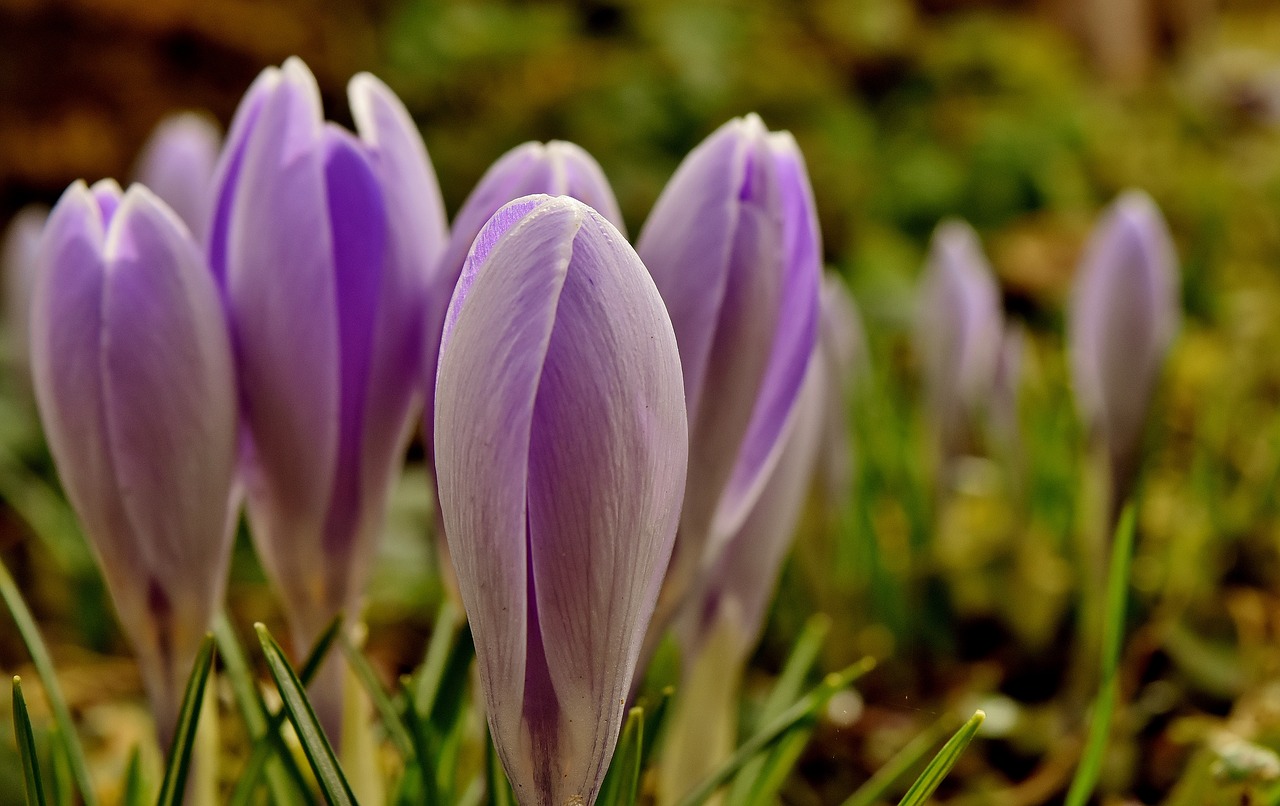 Crocus,  Gėlė,  Pavasaris,  Augalas,  Violetinė,  Be Honoraro Mokesčio, Nemokamos Nuotraukos,  Nemokama Licenzija