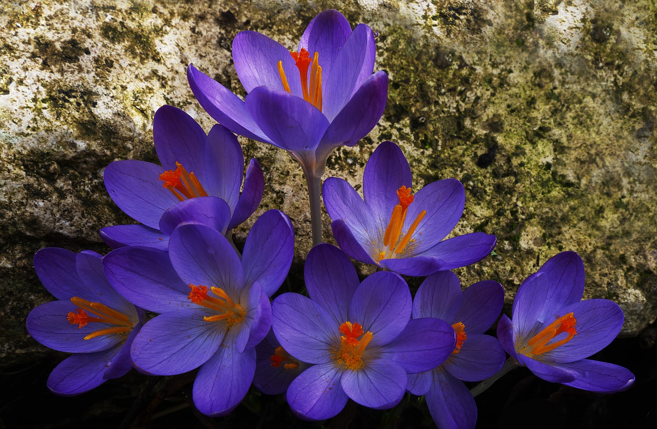 Crocus,  Pavasario Gėlė,  Schwertliliengewaechs,  Gamta,  Gėlė,  Augalas,  Sodas,  Pavasaris,  Žiedas,  Žydėti