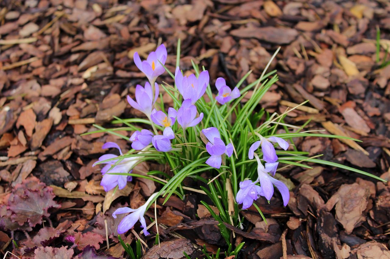 Crocus,  Gamta,  Augalas,  Gėlė,  Lapai,  Sezonas,  Teismo Posėdyje,  Žydi,  Ankstyvas Pavasaris,  Be Honoraro Mokesčio