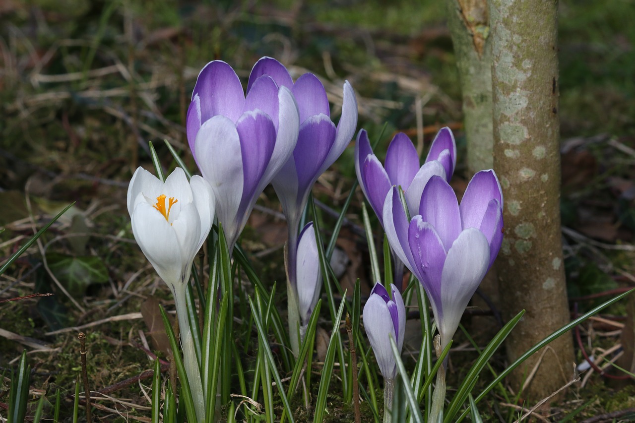 Crocus,  Gamta,  Gėlė,  Augalas,  Sezonas,  Violetinė,  Be Honoraro Mokesčio, Nemokamos Nuotraukos,  Nemokama Licenzija