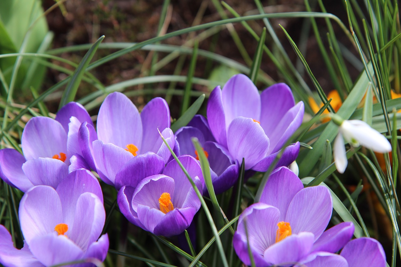 Crocus,  Violetinė,  Gėlė,  Be Honoraro Mokesčio, Nemokamos Nuotraukos,  Nemokama Licenzija