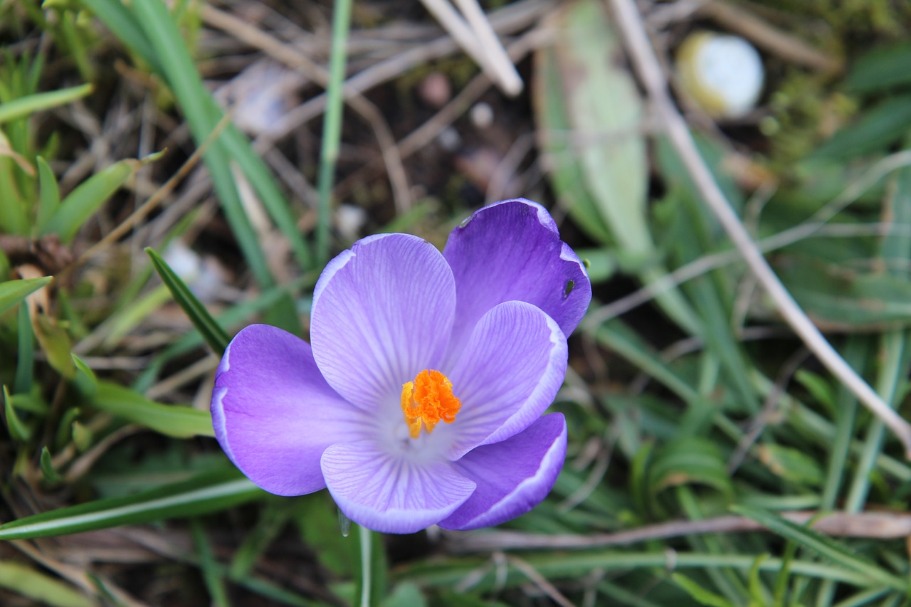 Crocus,  Žydėjimas,  Purpurinės Gėlės,  Be Honoraro Mokesčio, Nemokamos Nuotraukos,  Nemokama Licenzija