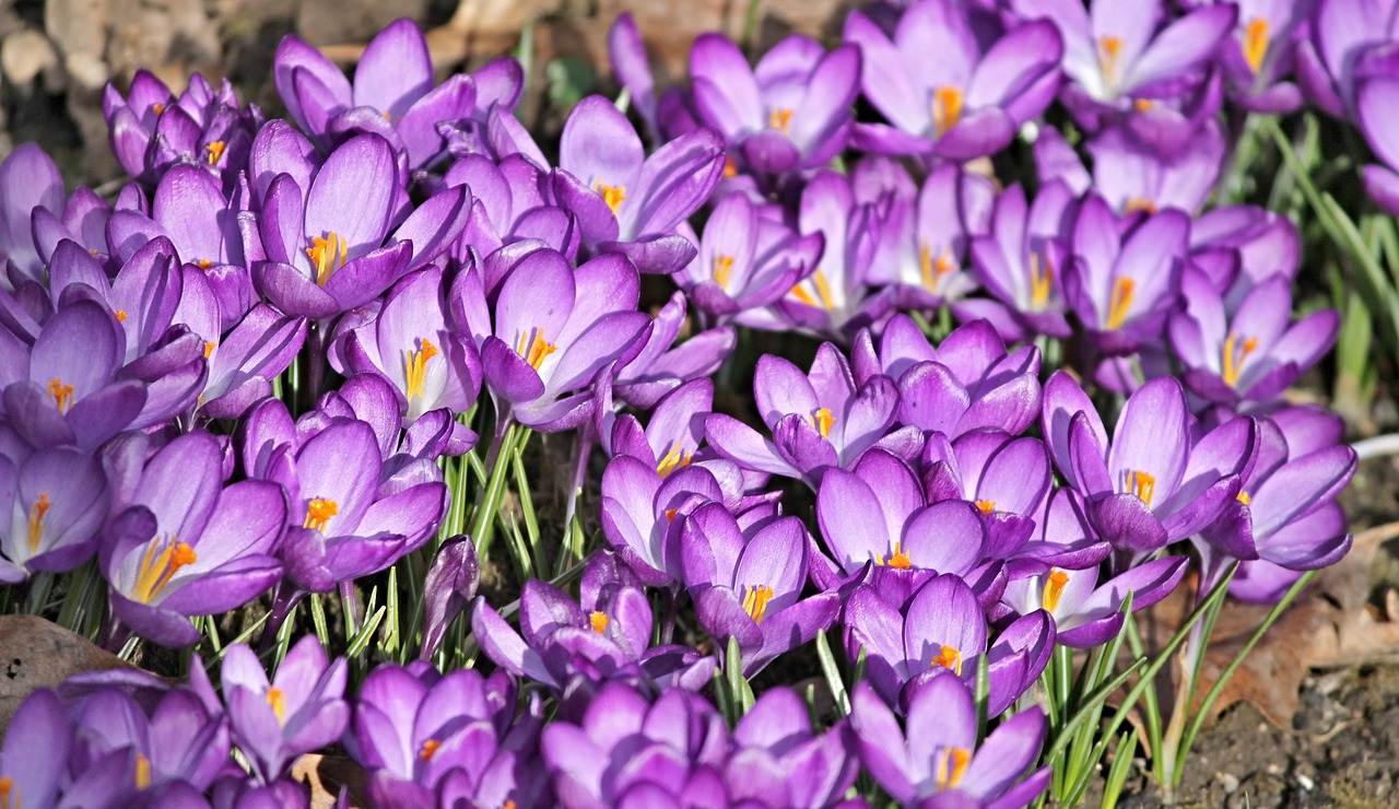 Crocus,  Crocus Gėlės,  Pavasaris,  Violetinė,  Gėlės,  Ankstyvas Bloomer,  Parkas,  Pavasario Požymiai,  Violetinė,  Pavasario Gėlė