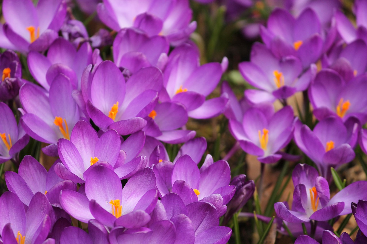 Crocus,  Crocus Gėlės,  Pavasaris,  Violetinė,  Gėlės,  Ankstyvas Bloomer,  Parkas,  Pavasario Požymiai,  Violetinė,  Pavasario Gėlė