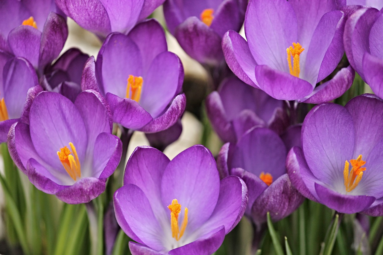 Crocus,  Crocus Gėlės,  Pavasaris,  Violetinė,  Gėlės,  Ankstyvas Bloomer,  Parkas,  Pavasario Požymiai,  Violetinė,  Pavasario Gėlė