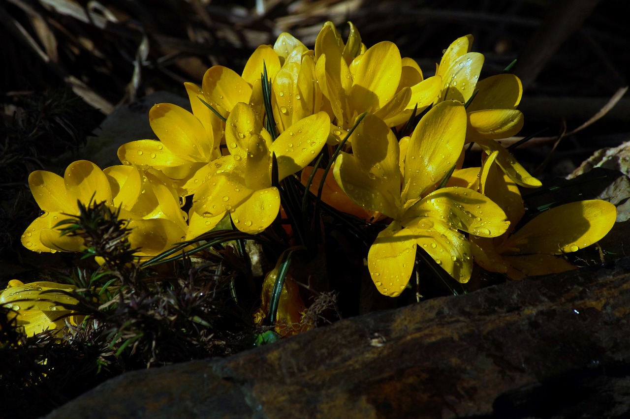 Crocus,  Geltona,  Gėlė,  Pavasario Gėlė,  Žiedas,  Žydėti,  Gamta,  Geltona Gėlė,  Oranžinė,  Uždaryti