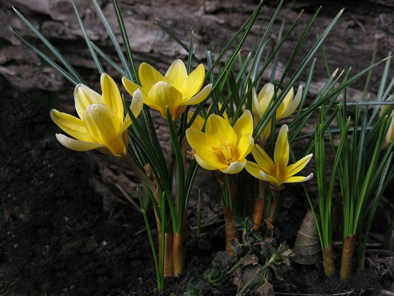 Crocus,  Geltona,  Geltona Gėlė,  Ankstyvas Bloomer,  Uždaryti,  Žiedas,  Žydėti,  Augalas,  Be Honoraro Mokesčio, Nemokamos Nuotraukos