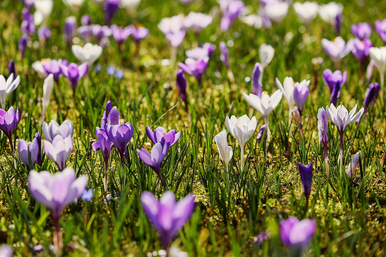 Crocus,  Atgal Šviesa,  Saulės Šviesa,  Gėlės,  Žydėti,  Violetinė,  Violetinė,  Balta,  Augalas,  Pavasario Gėlė