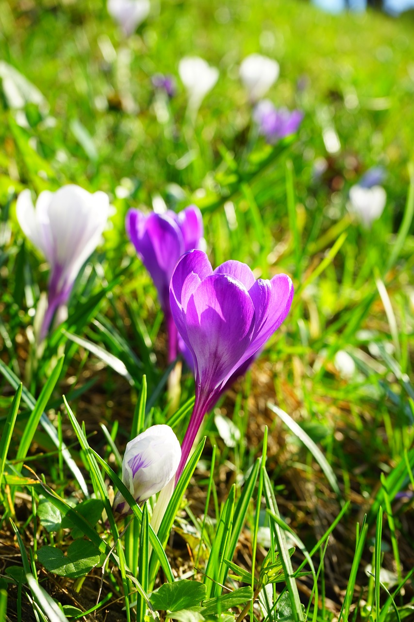 Crocus, Gėlė, Pavasaris, Violetinė, Žiedas, Žydėti, Uždaryti, Balta, Nemokamos Nuotraukos,  Nemokama Licenzija