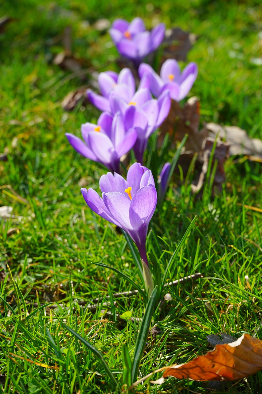 Crocus, Eilėje Ir Narys, Serijos, Eilėje, Gėlės, Augalas, Pavasaris, Frühlingsblüher, Violetinė, Violetinė