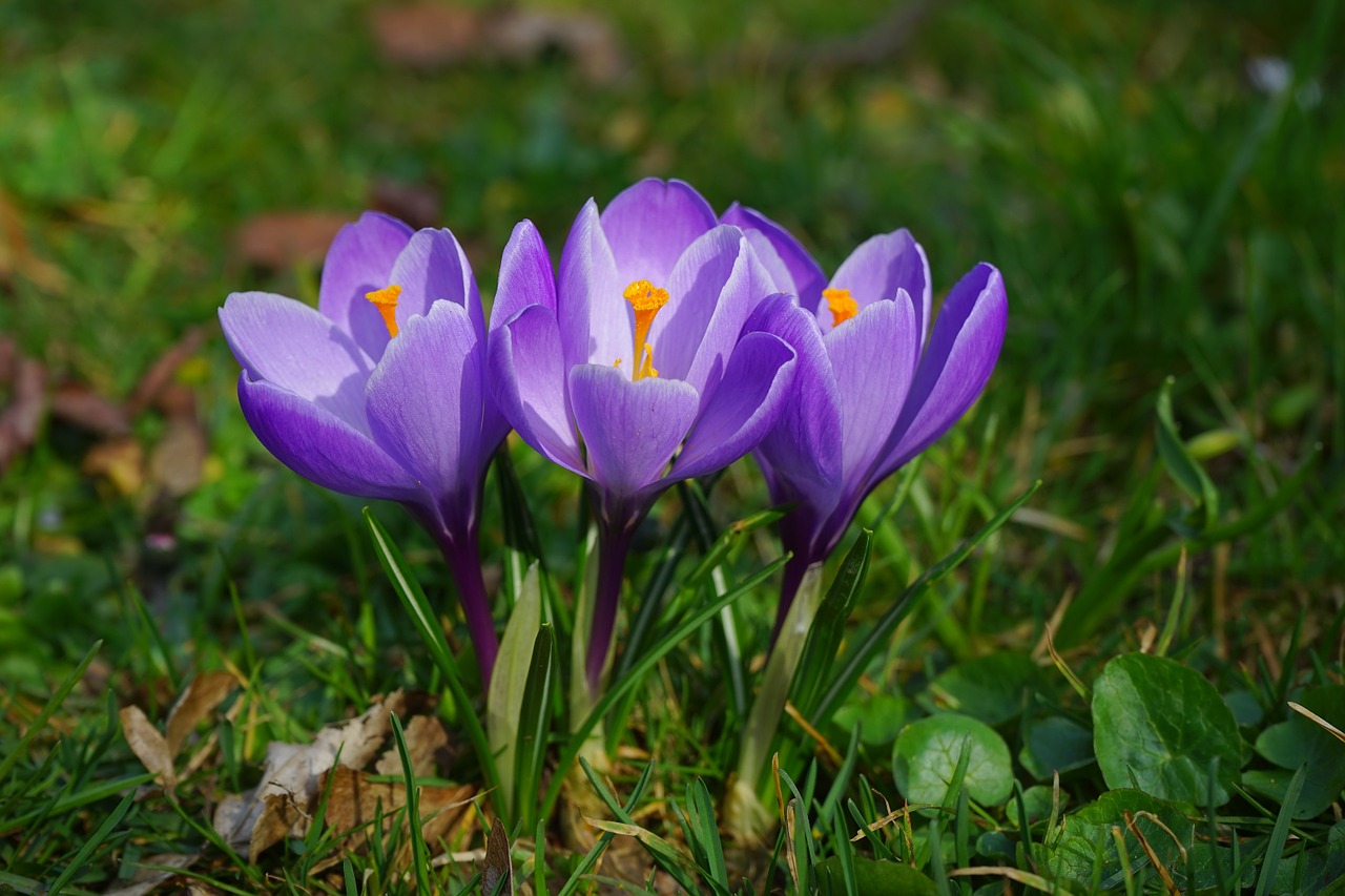 Crocus, Gėlės, Augalas, Pavasaris, Frühlingsblüher, Violetinė, Violetinė, Schwertliliengewaechs, Iridaceae, Dekoratyvinis Augalas