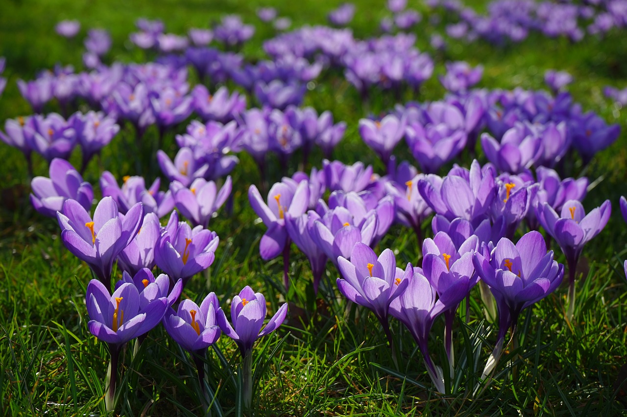 Crocus, Gėlių Pieva, Gėlės, Blütenmeer, Jau, Spalvinga, Spalva, Augalas, Pavasaris, Frühlingsblüher